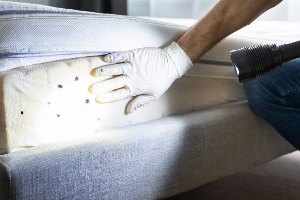 Best Wasp Removal Services  in Jefferson, MD