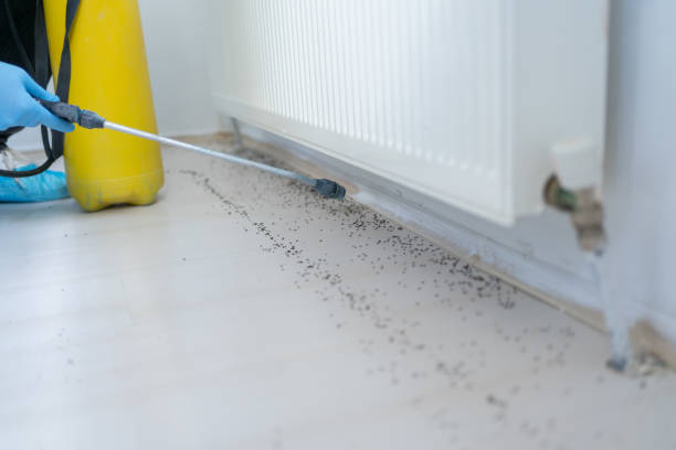 Best Flea Control Services  in Jefferson, MD