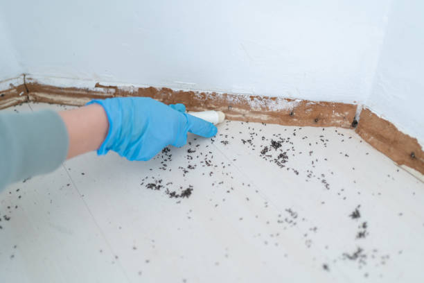 Best Residential Pest Control  in Jefferson, MD